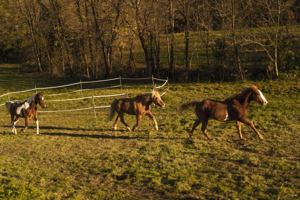 lapiazza-e-lira_articolo_01-2022_Ranch-Olistico_10