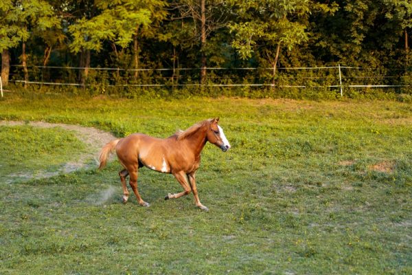 lapiazza-e-lira_articolo_01-2022_Ranch-Olistico_13