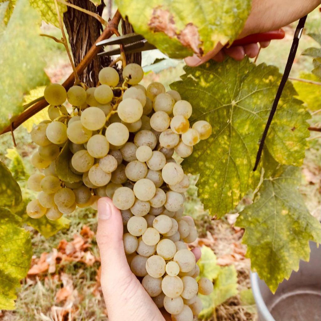 Cantina Firmino Miotti