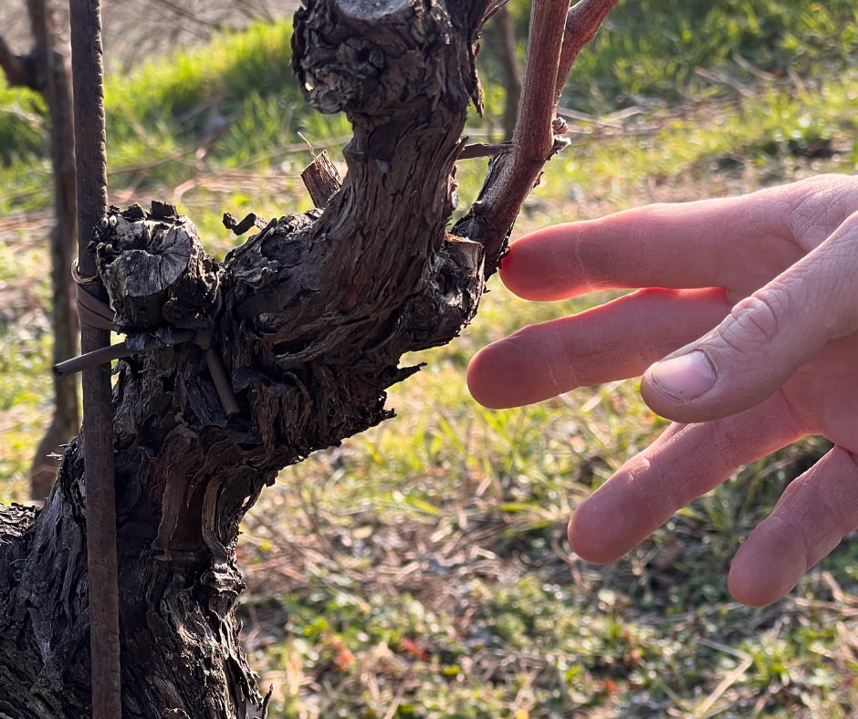 Schio Wine Club