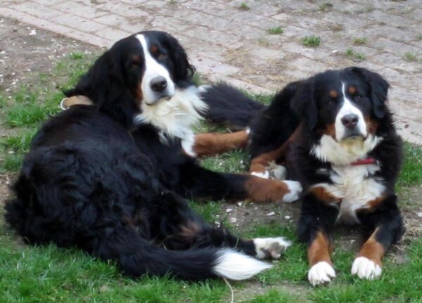 carlotta e pippi